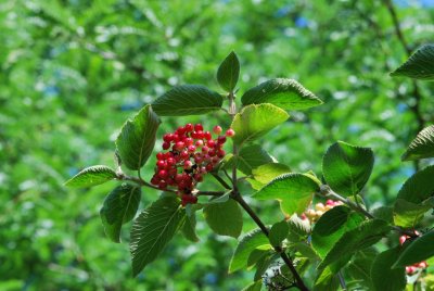Viburnum carcephalum - kalina kulovitá - plody a listy